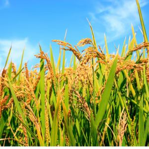 bien-phap-dung-tru-sau-cho-cac-giong-cay-nong-nghiep-hieu-qua-va-an-toan